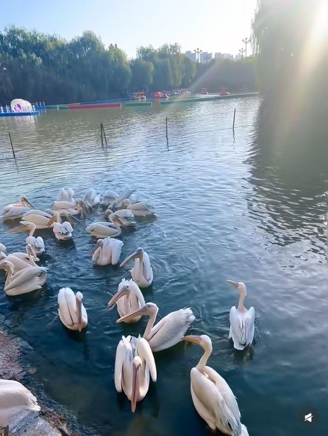 從政坊遊園|水中森林的夏天 從政坊遊園|水中森林的夏天