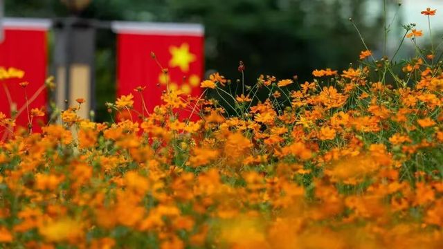 南寧秋日花海等你來打卡！！