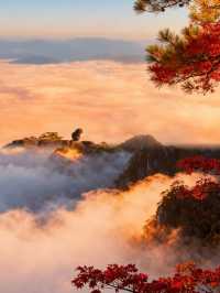 美哭了！秋日黃山錯過又等一年！