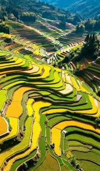 層層疊疊的田壟如天梯般蜿蜒山間，吊腳木樓隱現於雲霧中如仙境