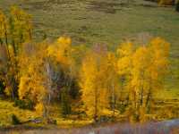 喀納斯河畔：秋日色彩的絕美盛宴