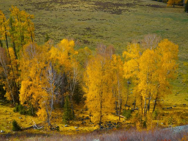 喀納斯河畔：秋日色彩的絕美盛宴