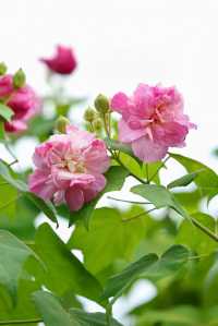 風過木芙蓉，如詩如畫的絕美秋色