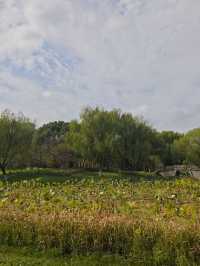 在嘉興植物園,與一場不期而遇的寧靜相逢!