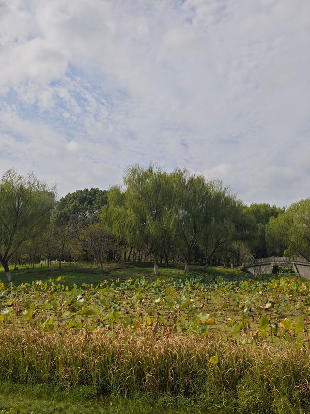 在嘉興植物園,與一場不期而遇的寧靜相逢! 在嘉興植物園,與一場不期而遇的寧靜相逢!