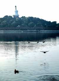 北海公園秋日限定！菊花展+撸貓指南來啦！