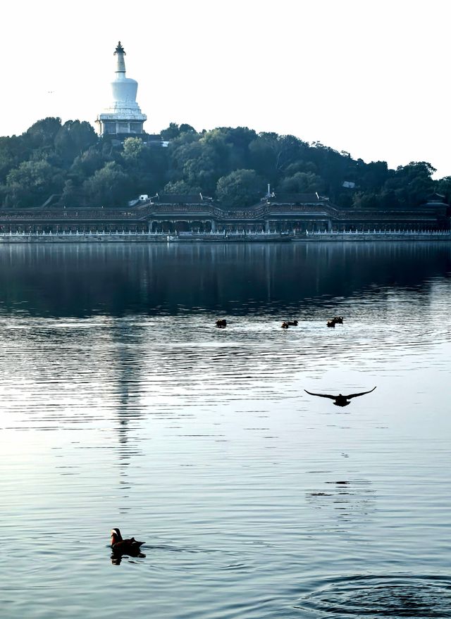 北海公園秋日限定！菊花展+撸貓指南來啦！