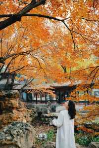 頤和園秋景即將封神錯過再等一年！皇家園林的絕美秋日攻略