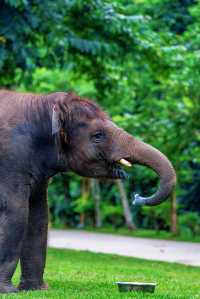 大連森林動物園｜超順路不斷檔遊玩路線+表演全攻略～來囉