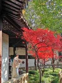 一定要去11月的蘇州，960萬平方公里的頂流