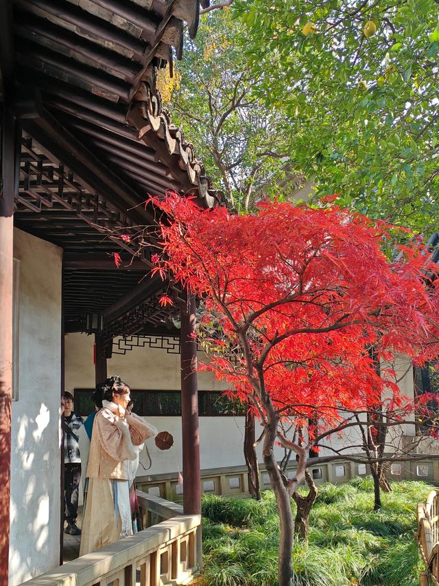 一定要去11月的蘇州，960萬平方公里的頂流