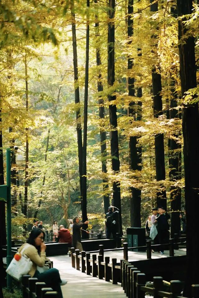 國家植物園水杉林變金黃，棧橋秘境迎秋景