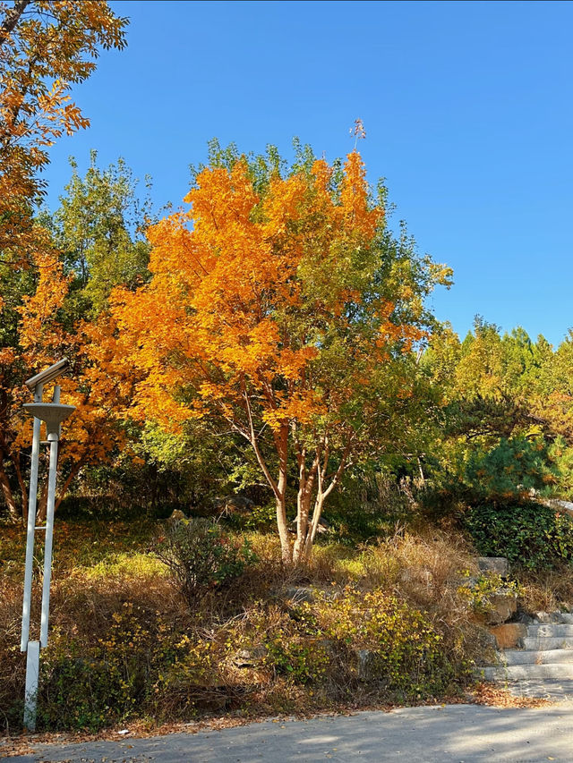 秋日漫步唐冶山公園