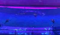 上海海昌海洋公園的海豚表演值得N刷!