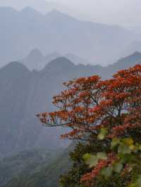 絕了！三清山的秋天美得不像話！雲海梯田爬山攻略