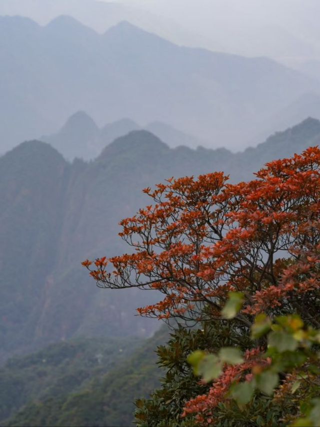 絕了！三清山的秋天美得不像話！雲海梯田爬山攻略