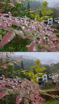青城山免票！雲孚里莊園春秋假遛娃封神