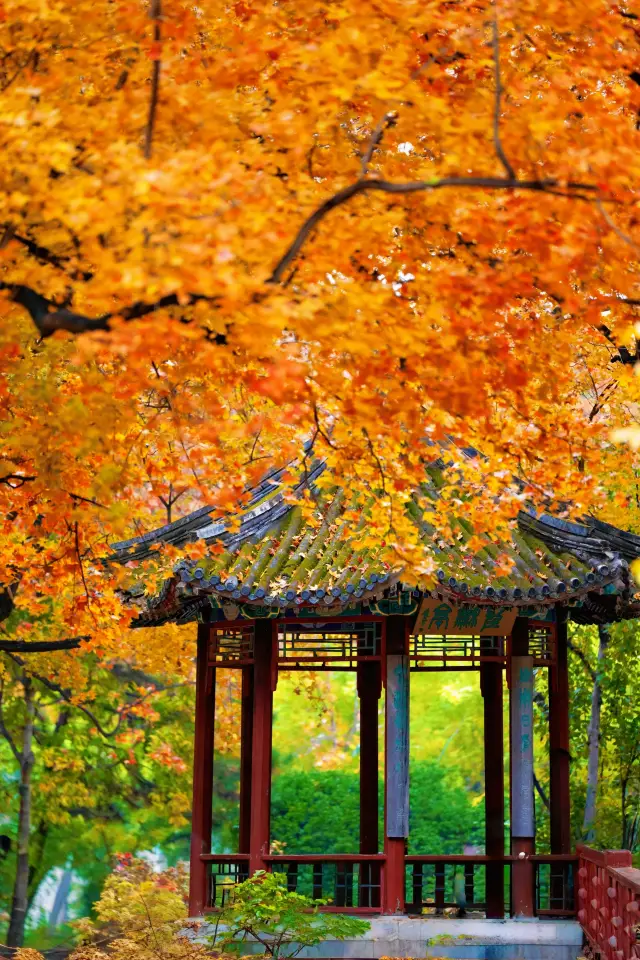 帝都秋色必打卡地