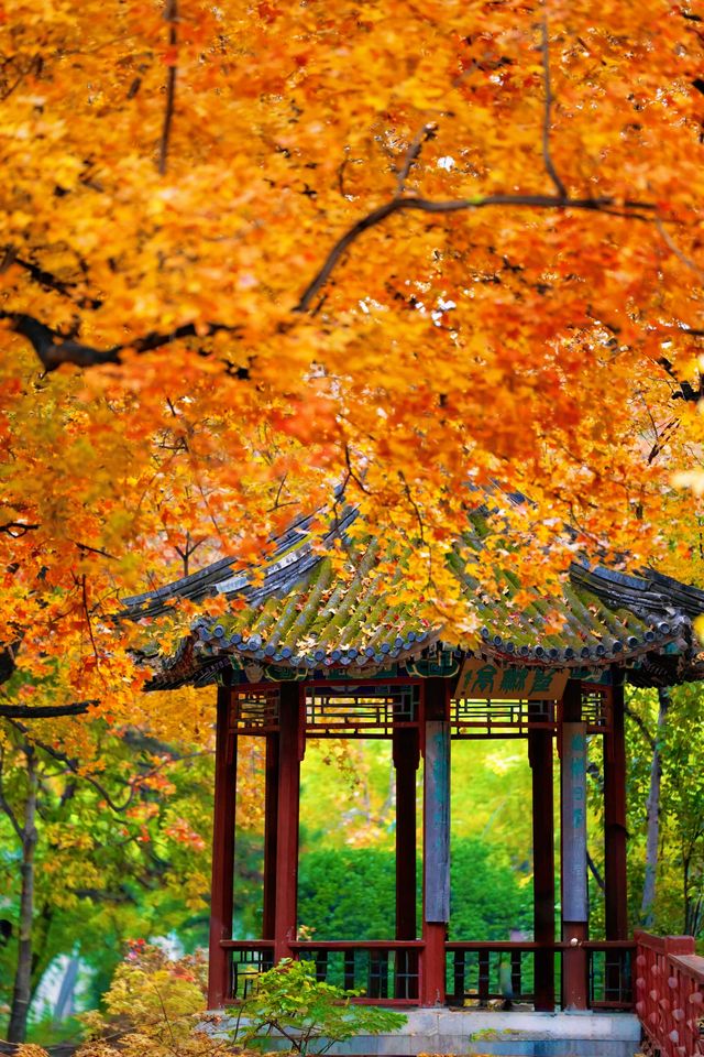 帝都秋色必打卡地