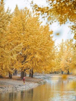 11.09 Live Shot | Rush now! Miss it and wait another year for this fairy tale world!