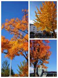 會澤的秋，打翻了的調色盤