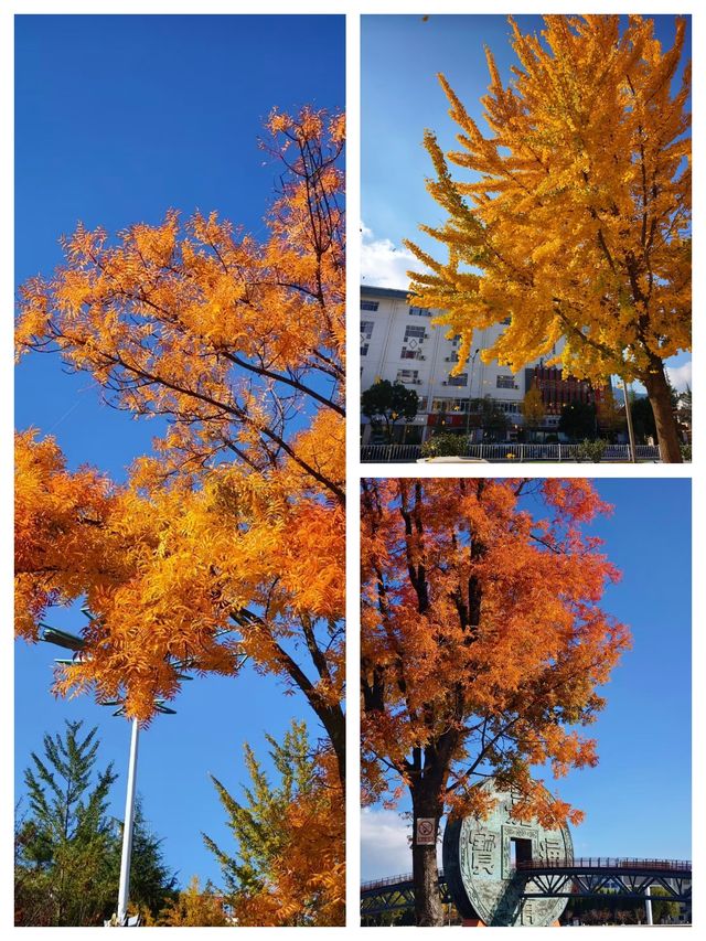 會澤的秋，打翻了的調色盤