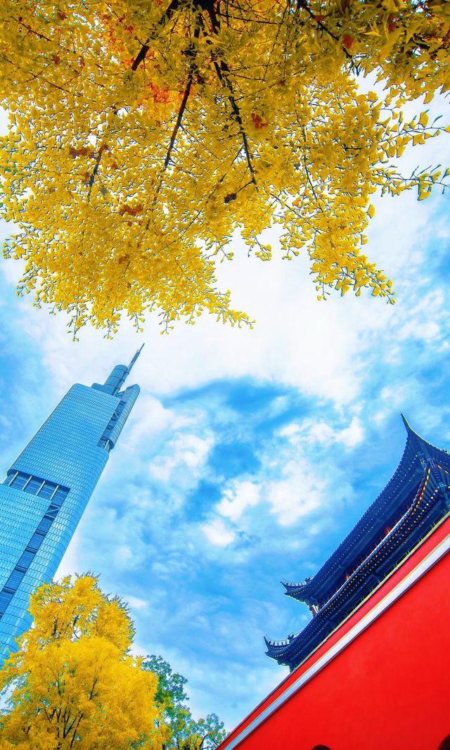 南京必打卡！紅牆銀杏出片神地，比故宮人少好看！