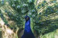 西雙版納已回,後勁太大啦