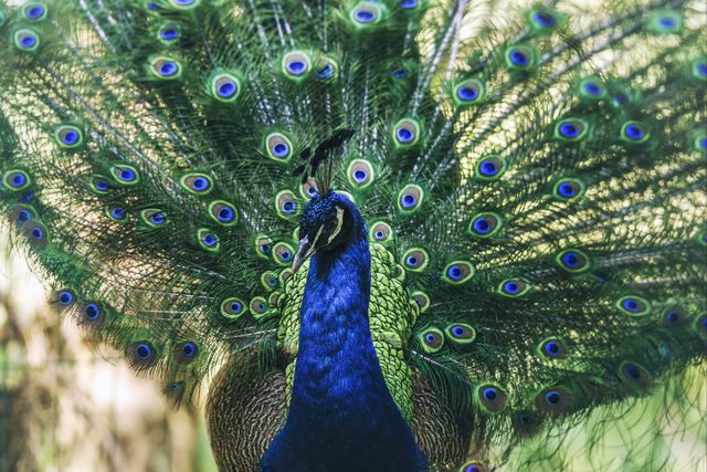 西雙版納已回,後勁太大啦 西雙版納已回,後勁太大啦