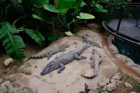 30歲小登一人5h 免門票遊上海野生動物園