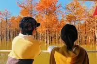 11.15皖南川藏線之落羽紅杉林