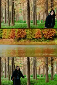 德陽東湖山水杉林紅了！陽光穿透紅杉林絕美