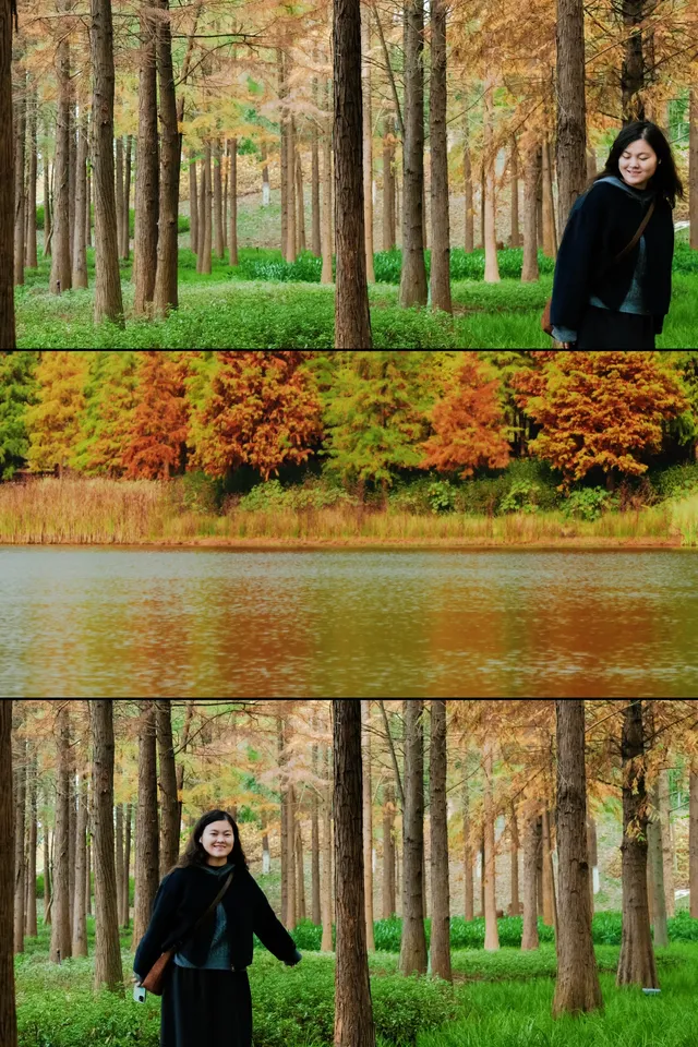 德陽東湖山水杉林紅了！陽光穿透紅杉林絕美