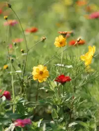 上海出發1h 淀山湖落日花海保姆級攻略