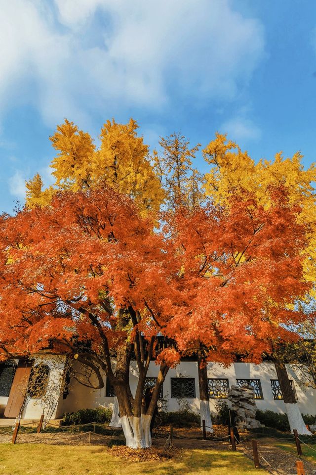南京賞秋倒數最後10天必打卡的絕美秋色攻略 南京賞秋倒數最後10天必打卡的絕美秋色攻略