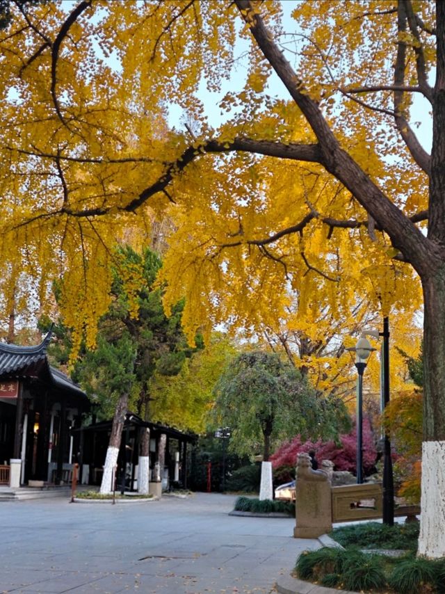 坐著11號線去看秋(上海周邊遊) 坐著11號線去看秋(上海周邊遊)