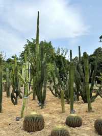 藏在市區的綠野仙蹤|東莞植物園拍照全攻略