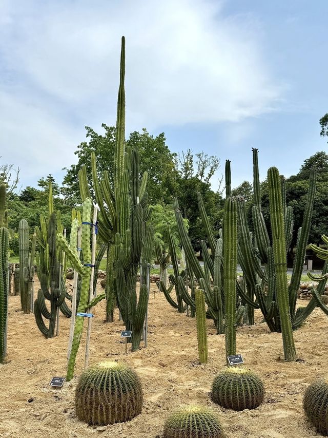藏在市區的綠野仙蹤|東莞植物園拍照全攻略 藏在市區的綠野仙蹤|東莞植物園拍照全攻略