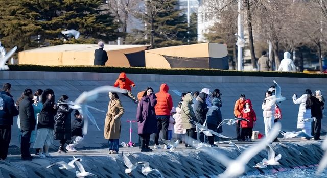 世帆賽基地冬日觀鷗,海鷗浪漫之約限時開啟 世帆賽基地冬日觀鷗,海鷗浪漫之約限時開啟