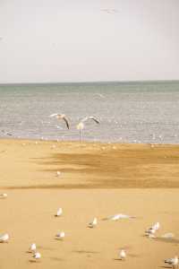 在博斯騰湖餵海鷗 踩細沙 離海最遠的海