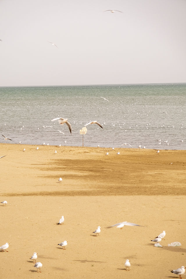 在博斯騰湖餵海鷗 踩細沙 離海最遠的海 在博斯騰湖餵海鷗 踩細沙 離海最遠的海