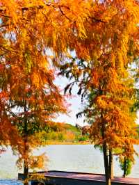 深圳秋冬遊玩攻略:10處落羽杉秘境,絕對不能錯過!!