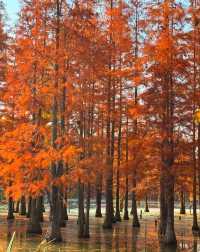 昆明冬日裡的紅色浪漫之旅,這裡的冬天不是白雪皚皚,而是被紅杉染成一片絢麗的紅色海洋~ 住宿推薦