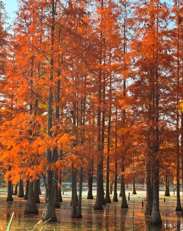 昆明冬日裡的紅色浪漫之旅,這裡的冬天不是白雪皚皚,而是被紅杉染成一片絢麗的紅色海洋~ 住宿推薦 昆明冬日裡的紅色浪漫之旅,這裡的冬天不是白雪皚皚,而是被紅杉染成一片絢麗的紅色海洋~ 住宿推薦
