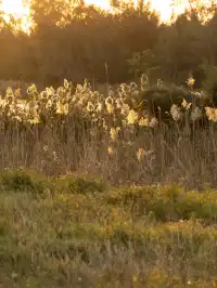 泉州海絲公園|秋天的落羽杉和蘆葦蕩