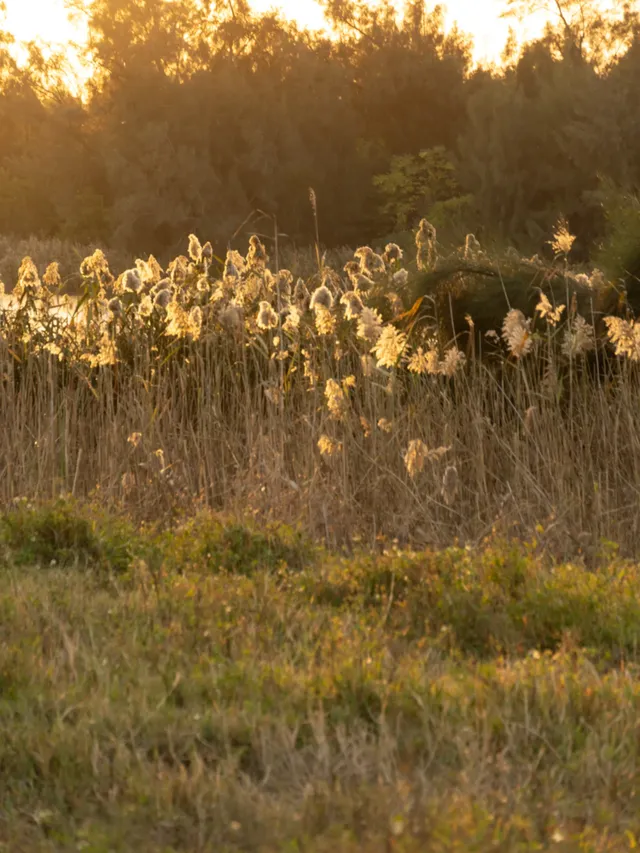泉州海絲公園|秋天的落羽杉和蘆葦蕩 泉州海絲公園|秋天的落羽杉和蘆葦蕩