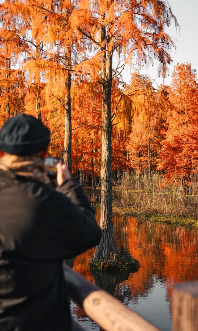 上海這裡的水杉林已到最佳觀賞期