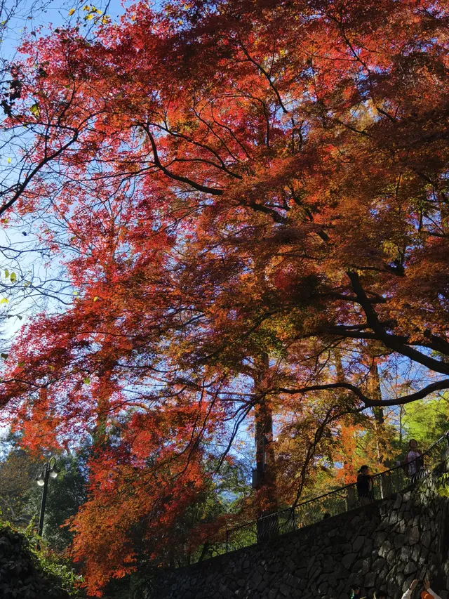 週末玩轉湖州莫干山 and 下渚湖濕地公園