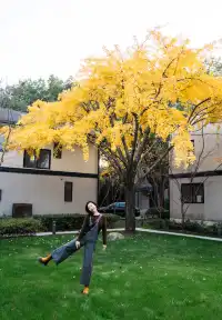 發現了！魔都市區能獨攬銀杏樹的小眾秘境！