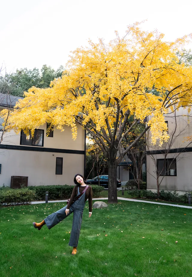 發現了！魔都市區能獨攬銀杏樹的小眾秘境！